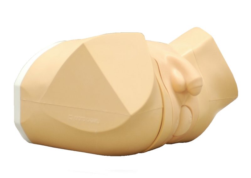 Photo: Prostate and rectal simulator
